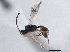  ( - BIOUG08726-A04)  @13 [ ] CreativeCommons - Attribution (2013) CBG Photography Group Centre for Biodiversity Genomics