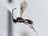  ( - BIOUG08726-A08)  @11 [ ] CreativeCommons - Attribution (2013) CBG Photography Group Centre for Biodiversity Genomics