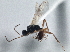  ( - BIOUG08726-B08)  @14 [ ] CreativeCommons - Attribution (2013) CBG Photography Group Centre for Biodiversity Genomics