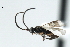  ( - CBRA0111)  @12 [ ] CreativeCommons - Attribution (2009) Unspecified Centre for Biodiversity Genomics