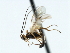  (Aleiodes sp - CBRA0145)  @13 [ ] CreativeCommons - Attribution (2009) Unspecified Centre for Biodiversity Genomics