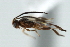  (Adelius sp - CBRA0160)  @12 [ ] CreativeCommons - Attribution (2009) Unspecified Centre for Biodiversity Genomics
