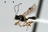  ( - CBRA0360)  @13 [ ] CreativeCommons - Attribution (2009) Unspecified Centre for Biodiversity Genomics