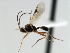  ( - CBRA0397)  @13 [ ] CreativeCommons - Attribution (2009) Unspecified Centre for Biodiversity Genomics