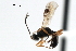  ( - CBRA0402)  @14 [ ] CreativeCommons - Attribution (2009) Unspecified Centre for Biodiversity Genomics
