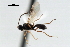  ( - CBRA0435)  @14 [ ] CreativeCommons - Attribution (2009) Unspecified Centre for Biodiversity Genomics