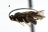  ( - CNCH1604)  @13 [ ] CreativeCommons - Attribution (2009) Unspecified Centre for Biodiversity Genomics