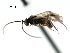  ( - CNCH1635)  @12 [ ] CreativeCommons - Attribution (2009) Unspecified Centre for Biodiversity Genomics