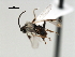  ( - CNCH1711)  @12 [ ] CreativeCommons - Attribution (2009) Unspecified Centre for Biodiversity Genomics