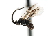  ( - CNCH1795)  @12 [ ] CreativeCommons - Attribution (2009) Unspecified Centre for Biodiversity Genomics