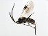  ( - CNCH1799)  @13 [ ] CreativeCommons - Attribution (2009) Unspecified Centre for Biodiversity Genomics
