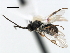 ( - CNCH1804)  @12 [ ] CreativeCommons - Attribution (2009) Unspecified Centre for Biodiversity Genomics