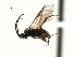  ( - CNCH1828)  @12 [ ] CreativeCommons - Attribution (2009) Unspecified Centre for Biodiversity Genomics