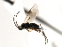  ( - CNCH1840)  @13 [ ] CreativeCommons - Attribution (2009) Unspecified Centre for Biodiversity Genomics