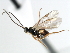  (Glyptapanteles fulvipes - CNCH1878)  @15 [ ] CreativeCommons - Attribution (2009) Unspecified Centre for Biodiversity Genomics