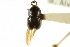  (Camptocerus aterrimus - CNC COLEO 00138080)  @11 [ ] CreativeCommons - Attribution (2012) CNC/CBG Photography Group Centre for Biodiversity Genomics