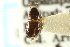  ( - CNC COLEO 00138097)  @11 [ ] CreativeCommons - Attribution (2012) CNC/CBG Photography Group Centre for Biodiversity Genomics