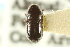  ( - CNC COLEO 00138098)  @11 [ ] CreativeCommons - Attribution (2012) CNC/CBG Photography Group Centre for Biodiversity Genomics