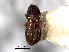  ( - CNC COLEO 00138100)  @11 [ ] CreativeCommons - Attribution (2012) CNC/CBG Photography Group Centre for Biodiversity Genomics