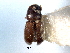  ( - CNC COLEO 00138101)  @11 [ ] CreativeCommons - Attribution (2012) CNC/CBG Photography Group Centre for Biodiversity Genomics