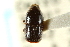  ( - CNC COLEO 00138121)  @11 [ ] CreativeCommons - Attribution (2012) CNC/CBG Photography Group Centre for Biodiversity Genomics