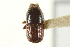  ( - CNC COLEO 00138139)  @11 [ ] CreativeCommons - Attribution (2012) CNC/CBG Photography Group Centre for Biodiversity Genomics
