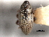  ( - CNC COLEOPT 04-11883)  @11 [ ] CreativeCommons - Attribution (2012) CNC/CBG Photography Group Centre for Biodiversity Genomics