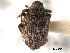  ( - CNC COLEOPT 04-1663)  @11 [ ] CreativeCommons - Attribution (2012) CNC/CBG Photography Group Centre for Biodiversity Genomics