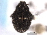  ( - CNC COLEOPT 04-4304)  @11 [ ] CreativeCommons - Attribution (2012) CNC/CBG Photography Group Centre for Biodiversity Genomics