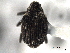  ( - CNC COLEOPT 04-6059)  @11 [ ] CreativeCommons - Attribution (2012) CNC/CBG Photography Group Centre for Biodiversity Genomics