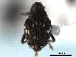  ( - CNC COLEOPT 04-6070)  @11 [ ] CreativeCommons - Attribution (2012) CNC/CBG Photography Group Centre for Biodiversity Genomics
