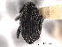  ( - CNC COLEOPT 04-6566)  @13 [ ] CreativeCommons - Attribution (2012) CNC/CBG Photography Group Centre for Biodiversity Genomics