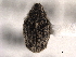  ( - CNC COLEOPT 04-6577)  @13 [ ] CreativeCommons - Attribution (2012) CNC/CBG Photography Group Centre for Biodiversity Genomics