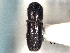  ( - CNC COLEOPT 05-4501)  @11 [ ] CreativeCommons - Attribution (2012) CNC/CBG Photography Group Centre for Biodiversity Genomics