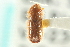  ( - CNC COLEO 00101360)  @11 [ ] CreativeCommons - Attribution (2012) CNC/CBG Photography Group Centre for Biodiversity Genomics