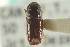  ( - CNC COLEO 00101369)  @11 [ ] CreativeCommons - Attribution (2012) CNC/CBG Photography Group Centre for Biodiversity Genomics