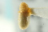  ( - CNC COLEO 00103045)  @11 [ ] CreativeCommons - Attribution (2012) CNC/CBG Photography Group Centre for Biodiversity Genomics