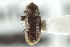  ( - CNC COLEO 00103054)  @11 [ ] CreativeCommons - Attribution (2012) CNC/CBG Photography Group Centre for Biodiversity Genomics