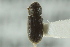  ( - CNC COLEO 00103055)  @11 [ ] CreativeCommons - Attribution (2012) CNC/CBG Photography Group Centre for Biodiversity Genomics