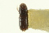  ( - CNC COLEO 00103165)  @11 [ ] CreativeCommons - Attribution (2012) CNC/CBG Photography Group Centre for Biodiversity Genomics