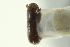  ( - CNC COLEO 00103169)  @11 [ ] CreativeCommons - Attribution (2012) CNC/CBG Photography Group Centre for Biodiversity Genomics