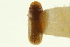  ( - CNC COLEO 00103171)  @11 [ ] CreativeCommons - Attribution (2012) CNC/CBG Photography Group Centre for Biodiversity Genomics