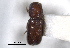  ( - CNC COLEO 00103246)  @11 [ ] CreativeCommons - Attribution (2012) CNC/CBG Photography Group Centre for Biodiversity Genomics