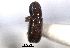  ( - CNC COLEO 00103257)  @11 [ ] CreativeCommons - Attribution (2012) CNC/CBG Photography Group Centre for Biodiversity Genomics