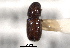  ( - CNC COLEO 00103292)  @11 [ ] CreativeCommons - Attribution (2012) CNC/CBG Photography Group Centre for Biodiversity Genomics
