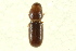  ( - CNC COLEO 00103682)  @11 [ ] CreativeCommons - Attribution (2012) CNC/CBG Photography Group Centre for Biodiversity Genomics
