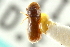  ( - CNC COLEO 00103700)  @11 [ ] CreativeCommons - Attribution (2012) CNC/CBG Photography Group Centre for Biodiversity Genomics