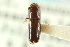  ( - CNC COLEO 00103944)  @11 [ ] CreativeCommons - Attribution (2012) CNC/CBG Photography Group Centre for Biodiversity Genomics