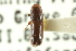  ( - CNC COLEO 00103960)  @11 [ ] CreativeCommons - Attribution (2012) CNC/CBG Photography Group Centre for Biodiversity Genomics