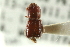  (Corthylus punctatissimus - CNC COLEO 00103975)  @11 [ ] CreativeCommons - Attribution (2012) CNC/CBG Photography Group Centre for Biodiversity Genomics